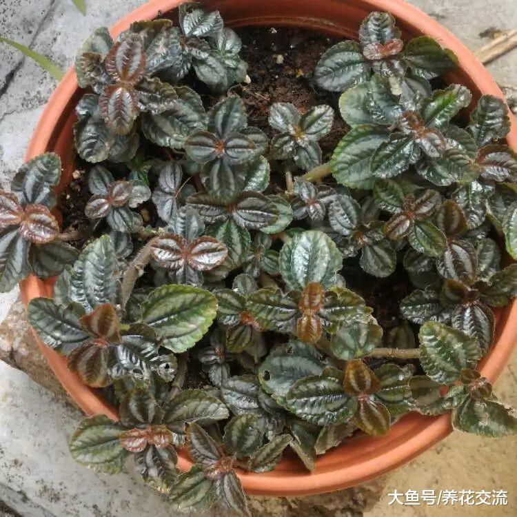 在低光照的桌面上也能开花的盆栽植物, 这两种植物都适合办公室养