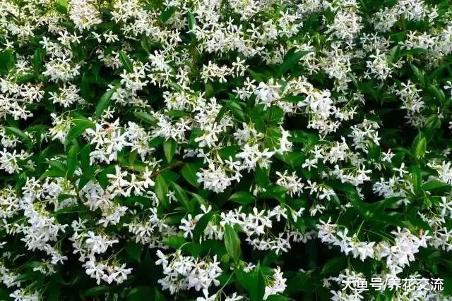 在院子里铺上这些观赏植物, 比铺瓷砖要好很多倍