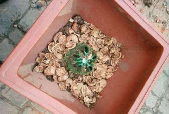 这“3种”小东西拿来养“虎皮兰”, 根系壮, 侧芽冒不停!