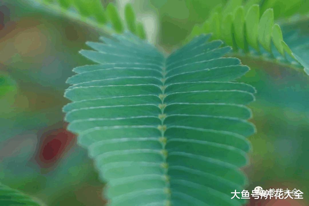 这花一碰就缩叶子, 家里有小孩的, 最适合养一盆了!