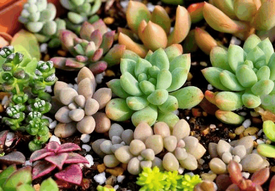家里君子兰“不开花”? 花盆土还“硬”, 那还不赶紧换盆!