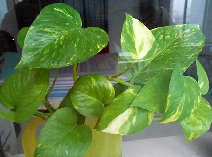 绿萝叶子藏有小机关, 教你一招, 呼呼冒芽长满盆!