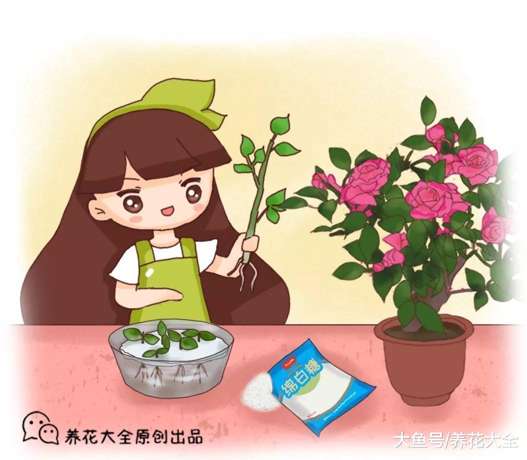 生根剂不用买, 只需2分钟在家就能做, 大白根呼呼长!