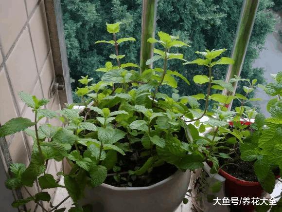 春天啥花可以不养, 唯独这一种, 不养亏惨了!