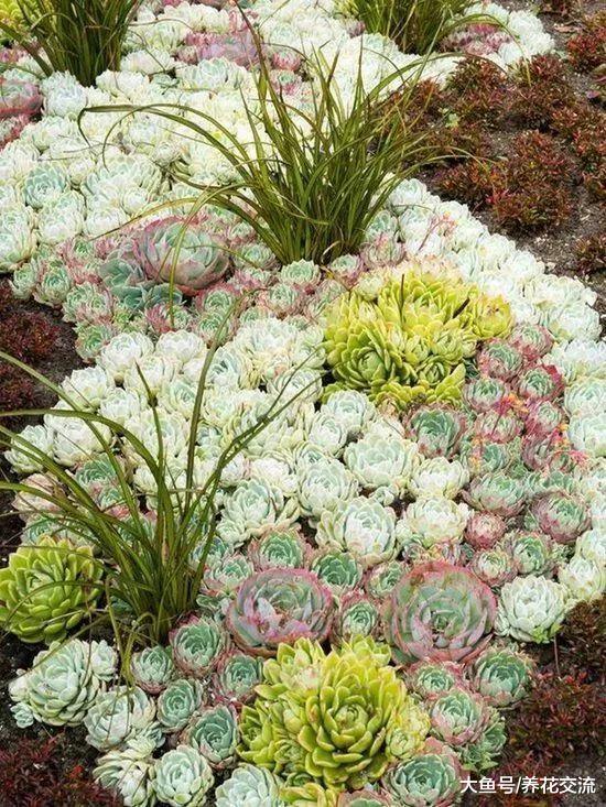 9种特别适合在院子里装饰多肉植物景观, 养成令人惊叹的多肉花海