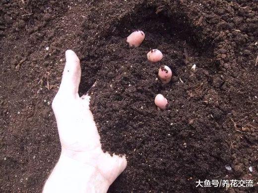 这四种方法都能很快清楚土壤中的病菌, 旧土也能用来循环养花
