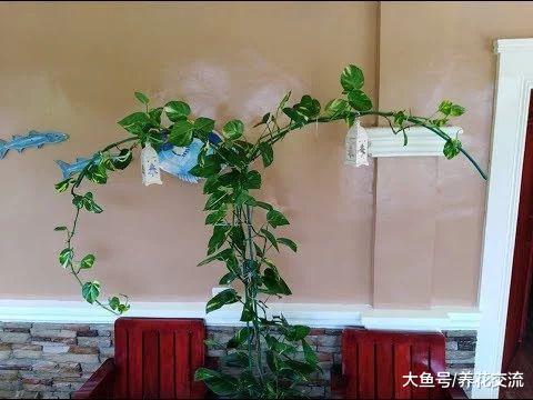 办公室遍地都是绿萝, 用这种方法繁殖看起来就变得清新