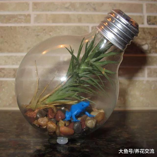 12个创意教你把家里的玻璃容器改造成小型植物景观