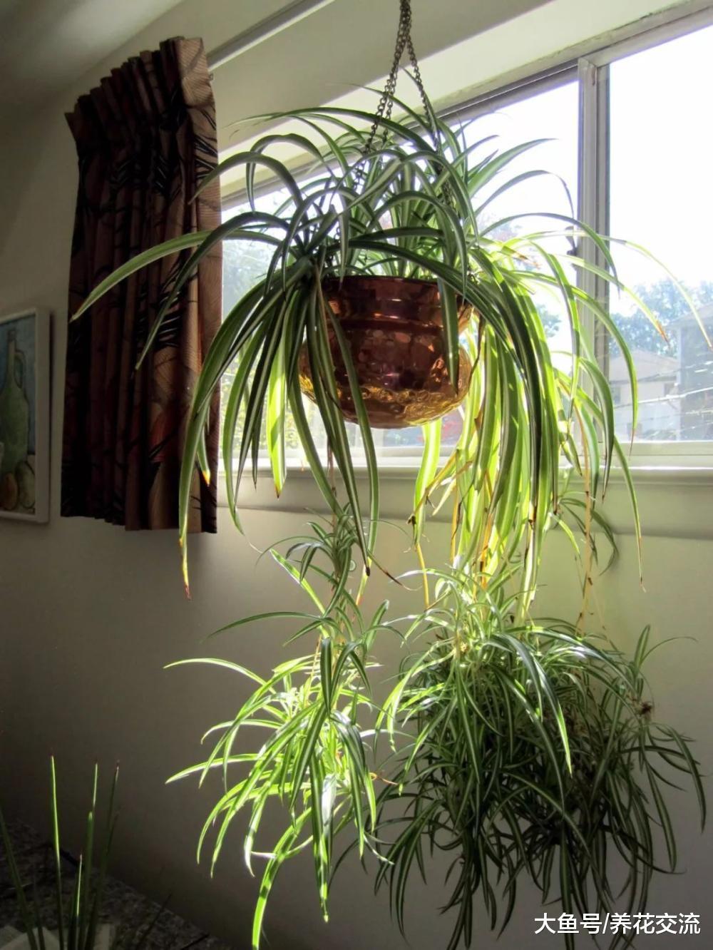 室内养一些悬挂的吊盆植物注意这几个事项, 吊兰绿萝轻松养满盆