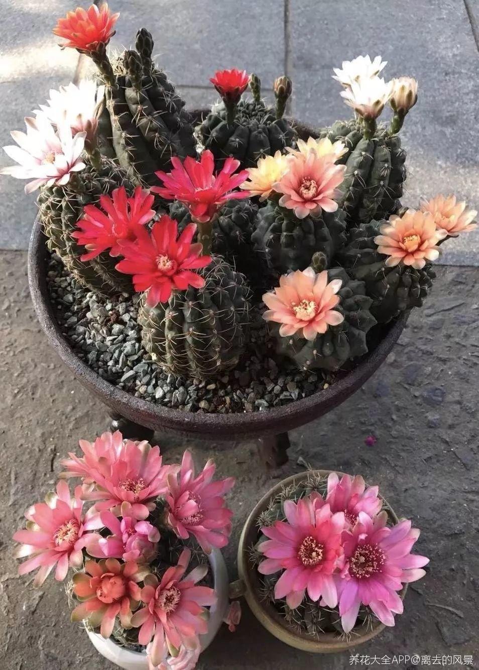 养花也有小妙招, 他家的仙人球, 花开一朵接一朵!