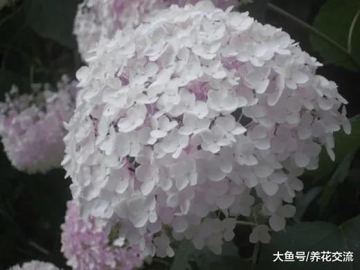 几种美丽壮观的多年生花卉, 种在院子里常年都不用照顾