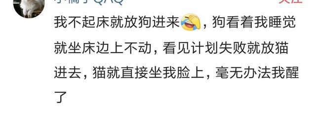 说说你妈是怎么叫你起床的? 网友: 直接开门放狗进来