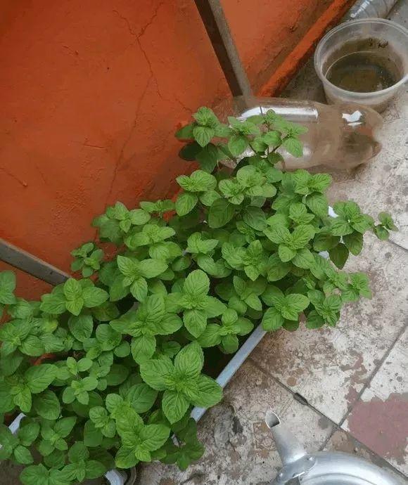 这花就是阳台小药箱, 给点水就爆盆, 人人都能种!