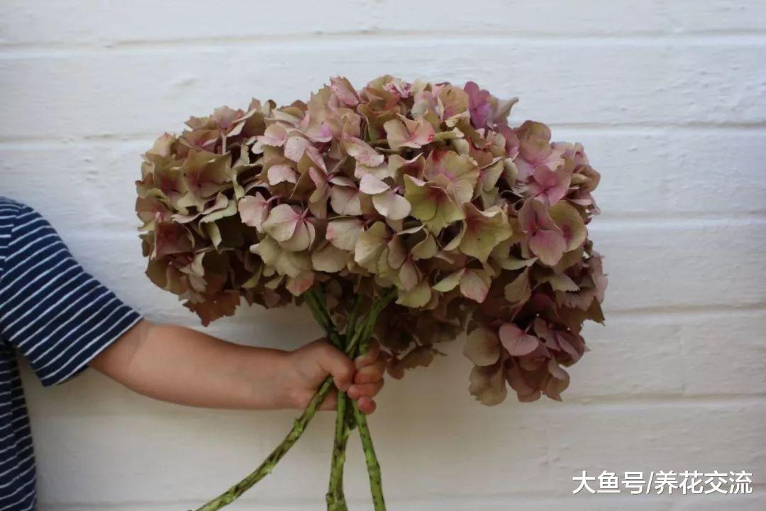 绣球花的插花用这技巧可以观赏两周, 还能制作成迷人的干花