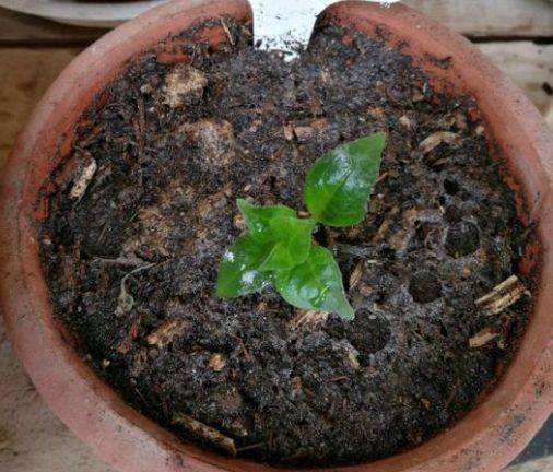 过年前, 把这“3种”花枝条插土里, 长得快, 开花将近200天!