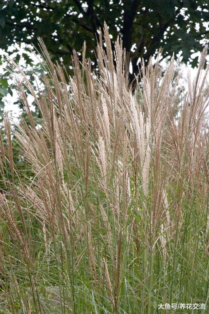 这些盆栽养护的观赏草都养不活, 那其他花就更难养了