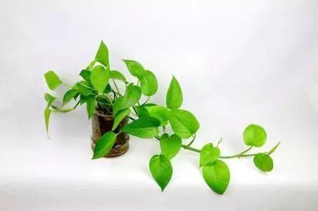 水培植物放进去这些东西, 不黄叶、不烂根, 想活几年都不成问题!