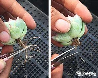 人的多肉在呼呼长, 你的却没动静? 别想了, 肯定烂根了!