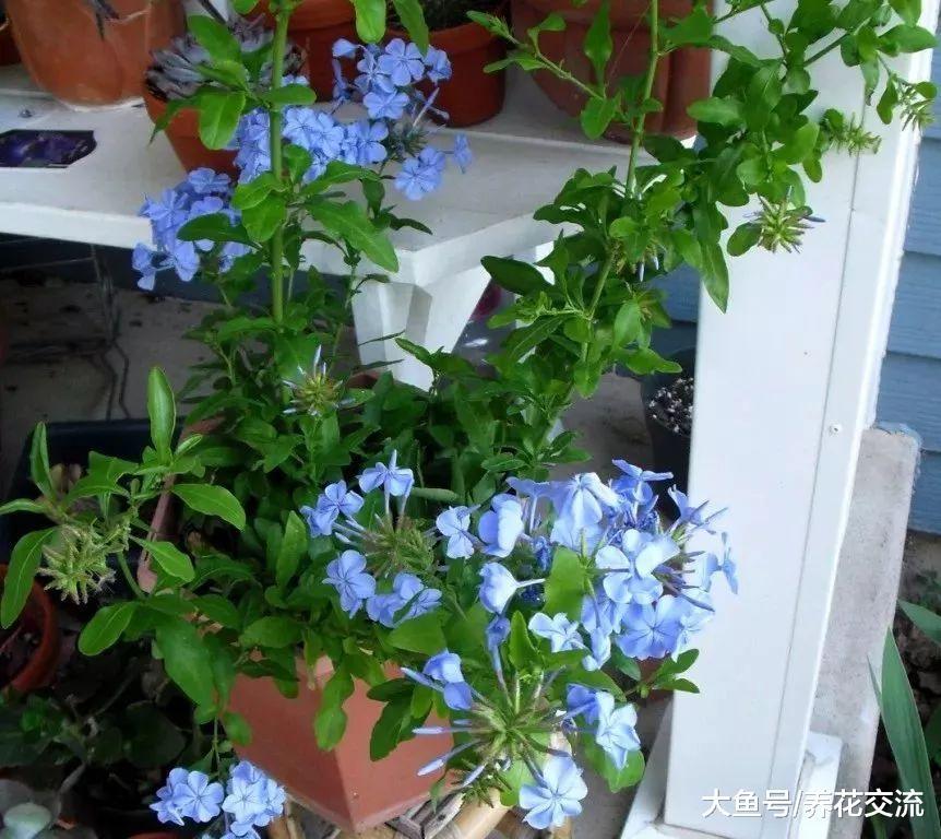 蓝色花朵的爬藤蓝雪花, 花期超长的热带灌木植物