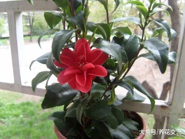 在室内养花的6个好处, 你都在家里种了哪些花卉?