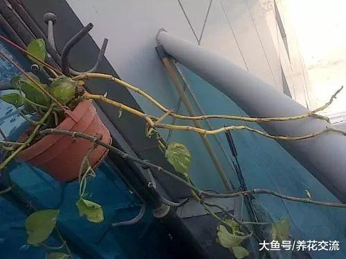 在办公室养护绿萝你需要注意的几个事项, 水培和土培都能生长良好