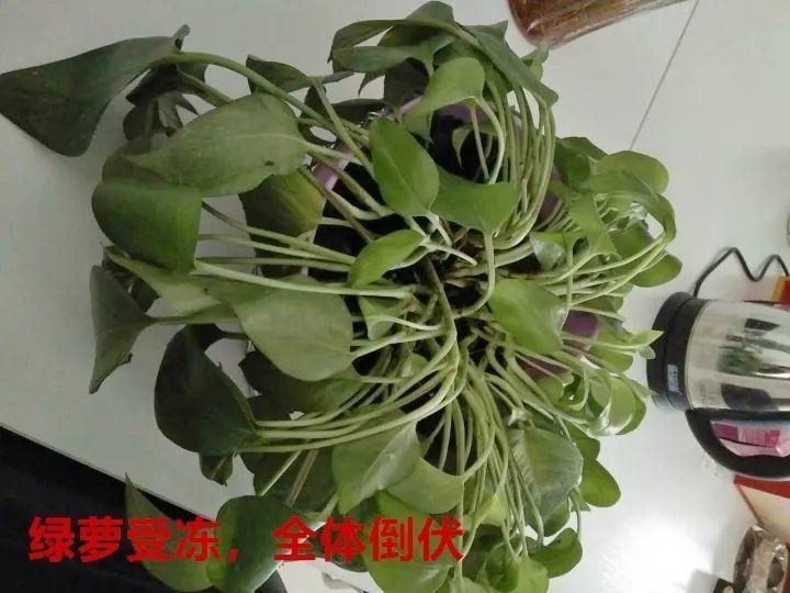 快死的绿萝, 一口气剪个精光, 不用7天冒新芽!