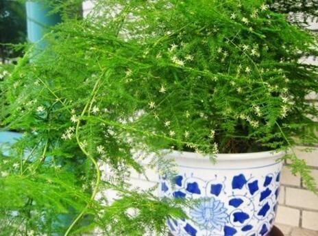 文竹又掉“黄渣子”, 老花匠教你: 1周“喂”1片药, 呼呼冒新芽