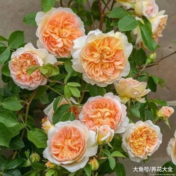 月季品种实在多, 这几十种你能认出几种?