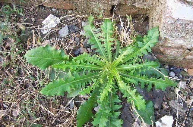 “药草皇后”蒲公英, 有哪些功效和作用、哪些人不能吃、该怎么吃