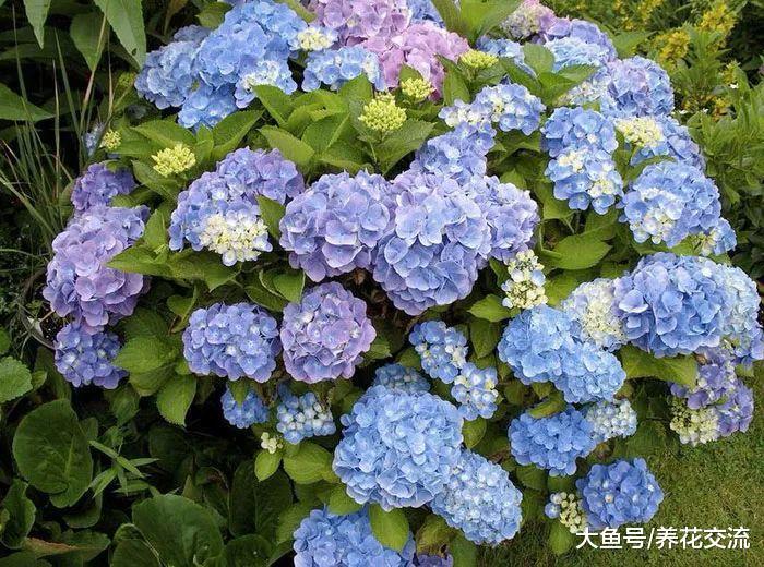 下面这9种植物不用怎么管理都能生长良好, 特别耐旱的花卉