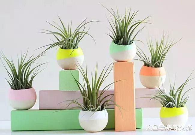 这些植物养家里几周没有人照顾也不会挂, 办公室也可摆几盆