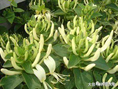 养花就选这5种, 健康又长寿, 而且好养易开花!