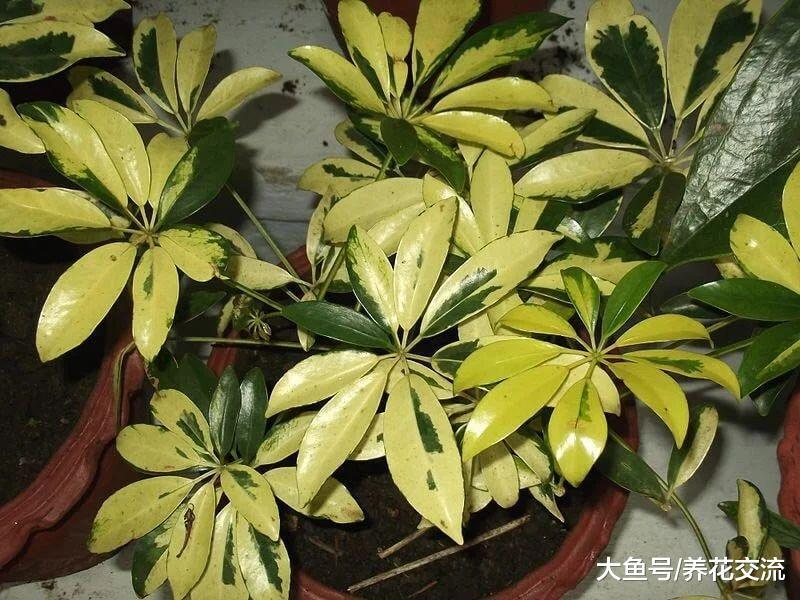 对二手烟净化空气能力很好的鸭脚木, 叶子发黄和繁殖的介绍