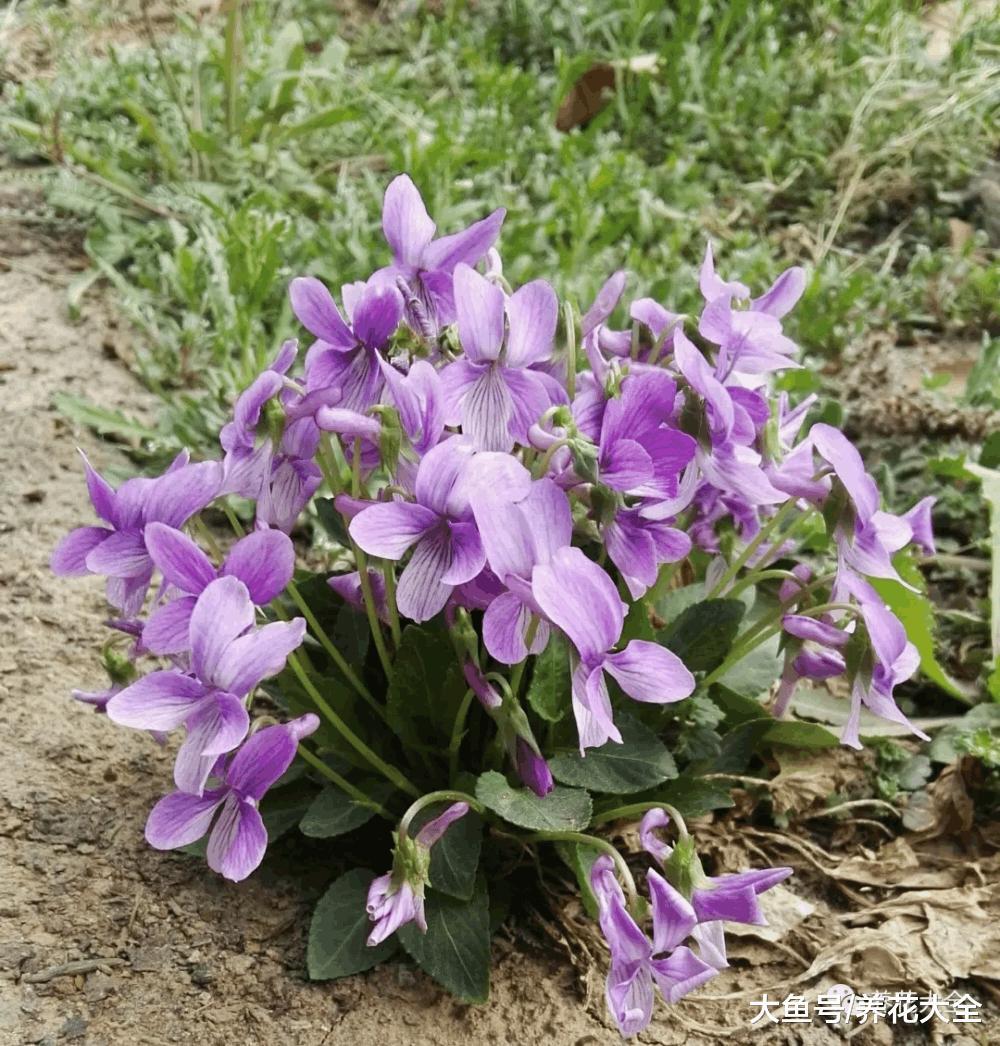 这些野花比栀子月季还好看, 再不采, 就要被别人采光了!