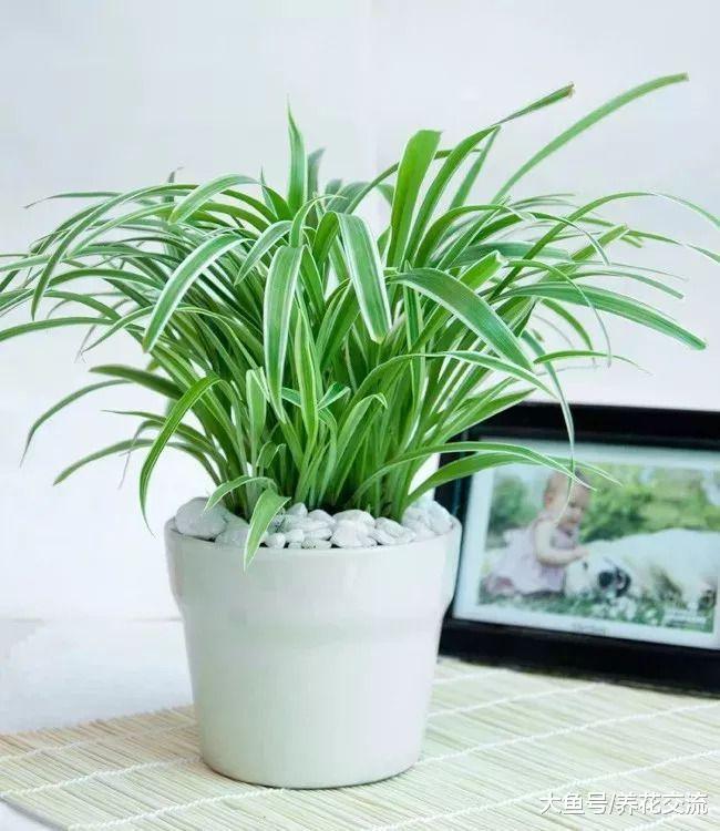 11种能够轻松照顾的低光照室内植物, 园艺新手就该养这些盆栽