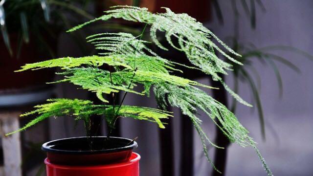 刚抽芽的“文竹”容易死, 滴点这个, 20天就能长爆盆!