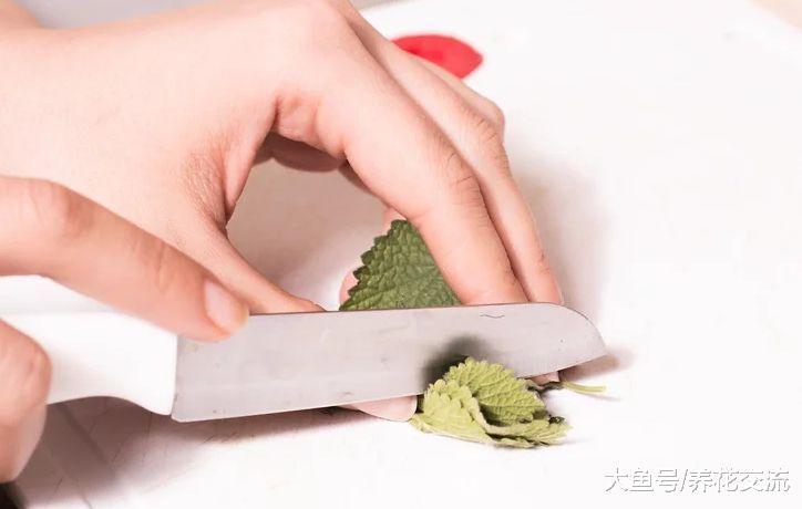 薄荷的叶片用这种方法轻松变成精油, 用来养花有大用处