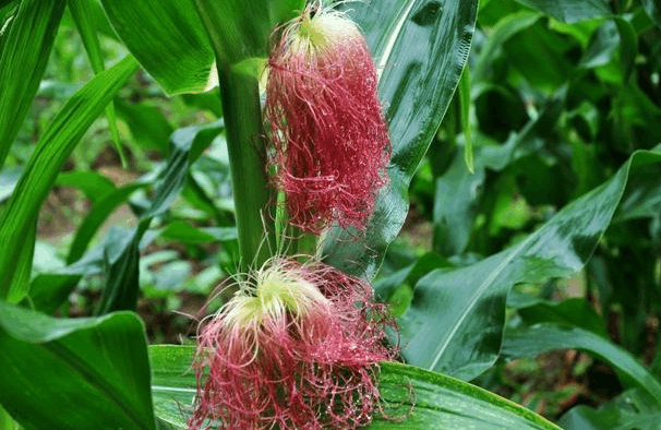春天是排湿“黄金期”, 多吃这4种食物, 排湿还减肥!