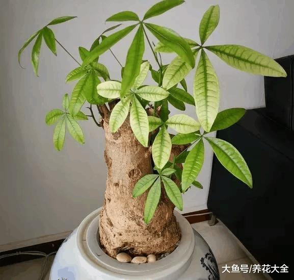 幸福树发财树叶子发黄不长新叶, 试试这几招就能解决!