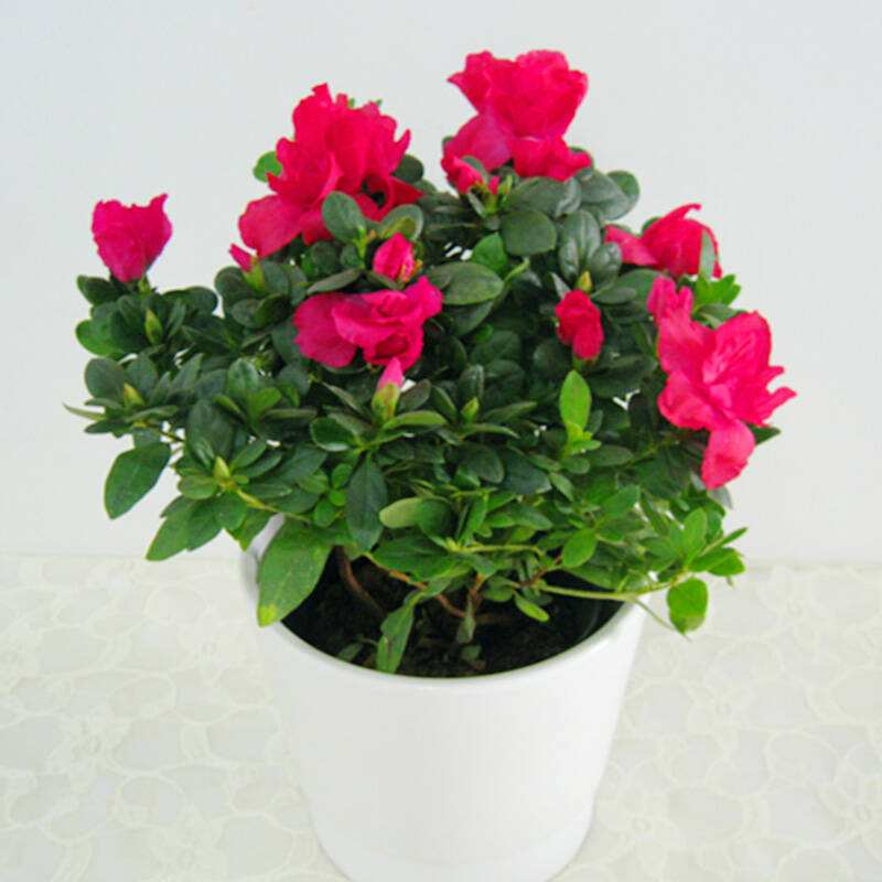 杜鹃花“难养”? 这3个小技巧教给你, 冬天花开满枝!