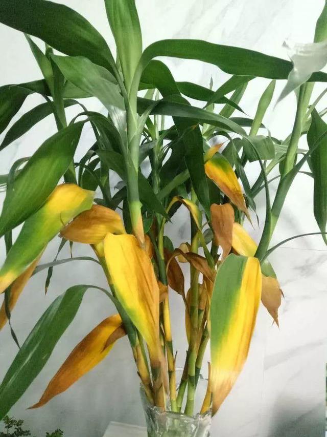 富贵竹、绿萝“黄叶烂根”? 加1片“牙药”, 2周后蹭蹭冒“新芽”