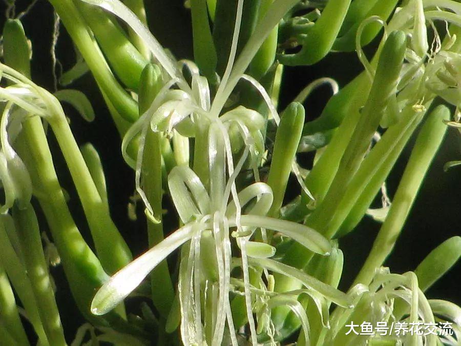 没想到作为观叶植物养护的虎皮兰开花了, 花朵有强烈的气味