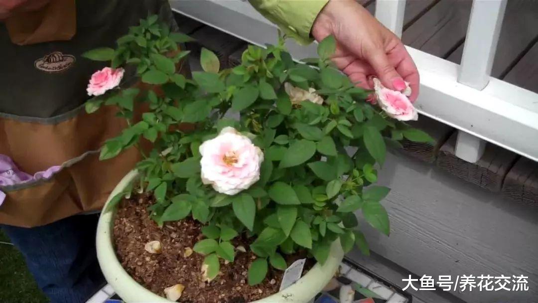 月季花在春天没有进行修剪, 难怪夏秋季节花朵越开越少