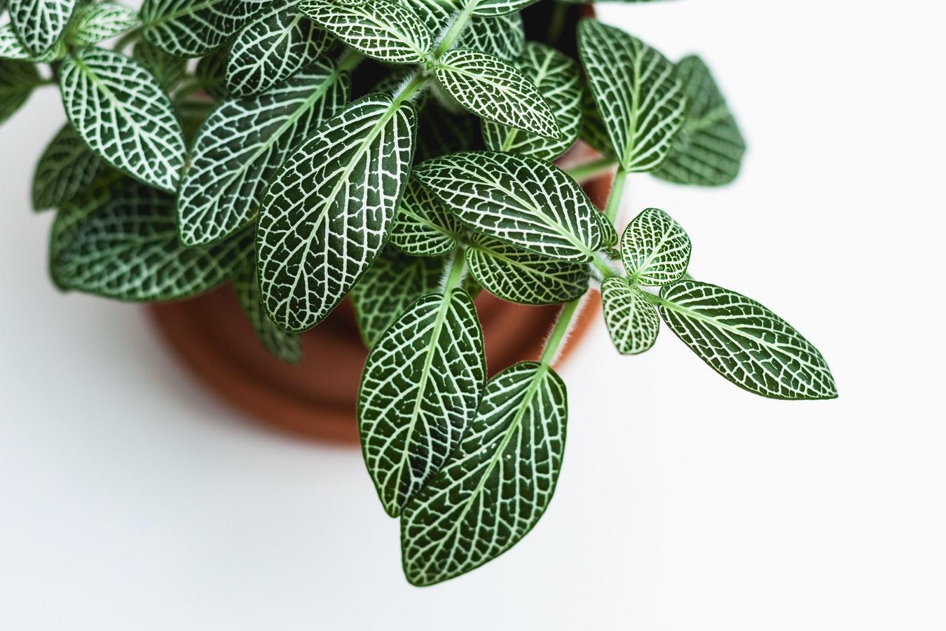 家居养花分享几种常见的观叶植物