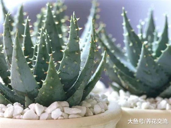 这7种室内植物特别容易养护, 很难被养花新手弄死