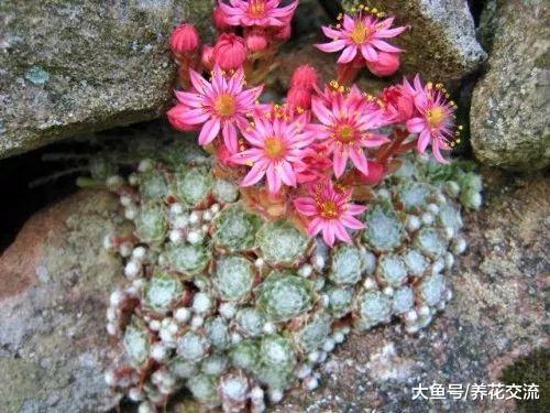 你以为多肉植物都怕冷, 零下10多度也能存活的算耐寒不?