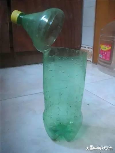 这花一根枝就活, 浇水就疯长, 叶绿花大香气四溢!