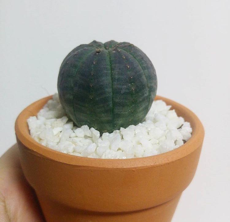 花匠说|冒死揭秘花卉奸商的伎俩, 这些花卉, 怪不得买回家几天就死