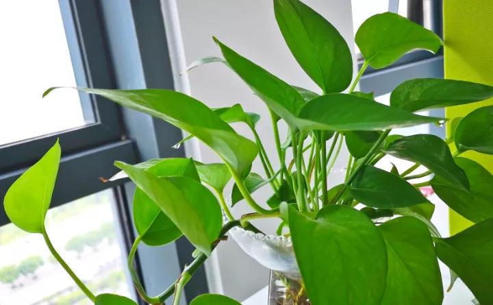 这6盆花家里一放, 增湿还除尘, 比加湿器还管用!