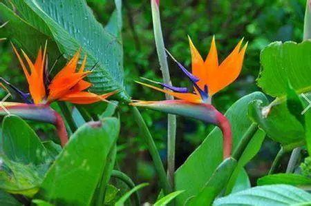 不同装修风格家居可以这么搭配植物, 让你家档次比别人家高好几层!